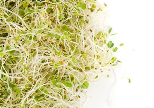 Alfalfa for Menopause Symptoms