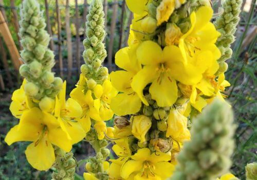 Mullein: A Natural Ally for Women Over 40