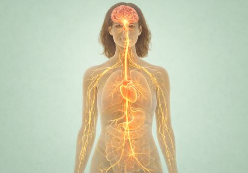 Female body illustration showing the vagus nerve pathway connecting brain, heart, and digestive system during menopause.