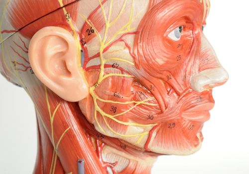 Diagram showing facial muscles involved in face yoga exercises to support muscle tone and skin firmness during menopause.
