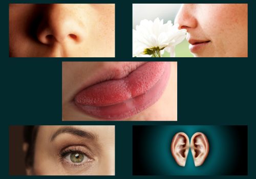Sensory menopause changes affecting smell taste vision and hearing