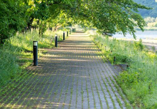 Tree-lined walking path in nature representing gentle daily movement and stress reduction for menopause hormone balance