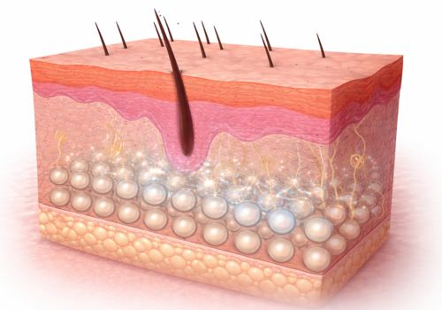 illustration of skin layers showing hyaluronic acid supporting hydration and elasticity in the dermis