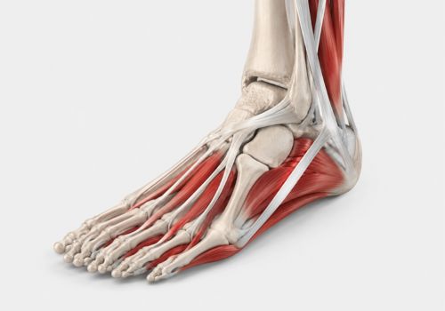 Anatomical illustration of foot muscles, tendons, and bones showing structural foot changes during menopause and aging