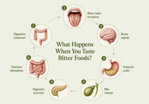 Infographic showing how bitter foods activate taste receptors and trigger the digestive process from the tongue to the digestive tract.